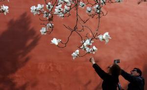 紅墻文化常駐尋常人家