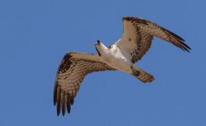 新華微評(píng)鴻茅藥酒事件出現(xiàn)“反轉(zhuǎn)”：跨省追捕決不能任性行事