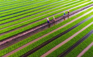 中國(guó)第三大島將整體變身“大公園”，崇明旅游發(fā)展規(guī)劃這樣說(shuō)