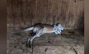 動(dòng)物園游客扔石頭砸袋鼠致1死1傷