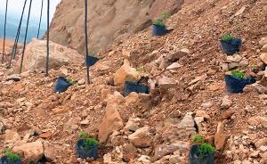 馬上評｜盆景造綠化疑似迎檢，拙劣演技為何總能過關(guān)？