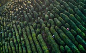 研究：茶樹祖先種大約在8000萬年前與獼猴桃物種發(fā)生分化