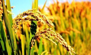 中国科学家牵头绘制精细水稻基因图谱，恢复“中国味”命名