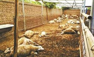 山東百余只羊吃毒大蔥死亡案：檢出農藥甲拌磷，兩種植戶獲刑