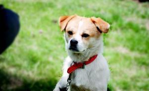 “狗先生”發(fā)西安警方15年前限制養(yǎng)犬公告，散布謠言涉違法