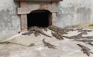 75条暹罗鳄等待在线交易，温州法院首次司法网拍活体动物