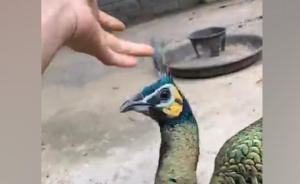 网友举报广西一养殖场贩卖一级保护动物绿孔雀，官方介入调查