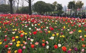 上海的賞花季又來啦！郁金香、桃花等陸續(xù)進(jìn)入盛花期