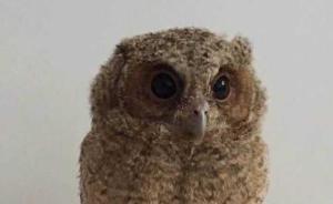 杭州武松墓邊萌萌的“貓頭鷹”，原來是只二級保護動物領角鸮