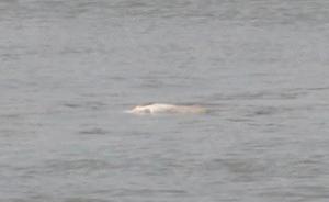 長江又見“絕種”白鱀豚？專家：不確定