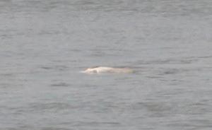 長江又見“絕種”白鱀豚？專家：不確定