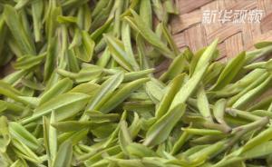 西湖龙井全面开采：一天内可尝到最新茶
