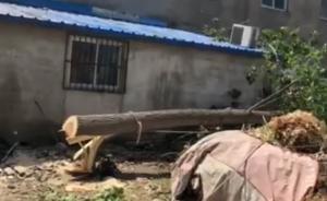 宿州警方：工人伐樹(shù)操作失誤致樹(shù)木倒向幼兒園，一學(xué)生死亡