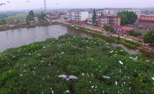 廬江：環(huán)境好了水清了，鷺鳥也來筑巢了