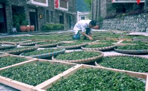 汶川地震十周年丨映秀的茶文化品牌經(jīng)營