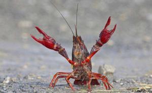 小龍蝦入侵德國柏林“來勢洶洶”，政府鼓勵(lì)市民開吃