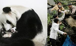 汶川十年影像志⑧｜光陰故事：大熊貓幗幗、團團和圓圓今何在