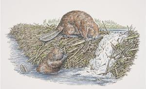 河貍皮與新阿姆斯特丹的崛起:皮毛交易史上的“紐約前傳”