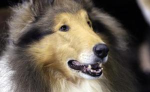 吃驚！美國(guó)狗狗“扣動(dòng)”扳機(jī)“開(kāi)槍”射傷主人