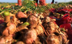 个别产区大蒜价格跌至十年最低，农村农业部：引导措施应前置