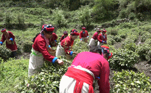 幸福美丽新边疆｜牧边种茶致富的勒乡人