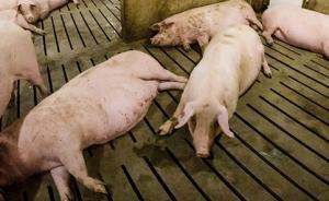 一種豬病毒可能威脅人類：與之相類似的冠狀病毒曾導(dǎo)致非典