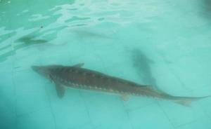 【美麗中國(guó)長(zhǎng)江行】貴州銅仁梵凈山的“生態(tài)經(jīng)”