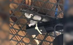 餐廳吊頂“滴水”，女子抬頭發(fā)現(xiàn)死老鼠