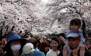 紅頸長角天牛入侵日本，專家警告未來恐“無櫻可賞”