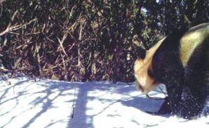 四川白水河国家保护区时隔六年再现大熊猫：一出场就咬坏相机