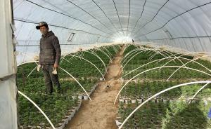 西藏阿里的“菜籃子”工程：普蘭試點全區(qū)推廣，三年節(jié)約千萬