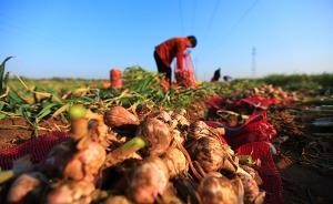 全国大蒜之乡河南中牟调查：供大于求，蒜农该如何走出蒜周期