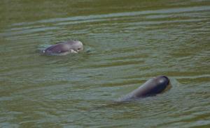【美麗中國(guó)長(zhǎng)江行】取消保護(hù)區(qū)船舶錨地，銅陵加強(qiáng)江豚保護(hù)
