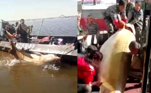 渔民捕1028斤重大鳇鱼,卖20万元