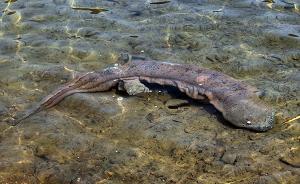 中科院新发现：中国大鲵其实包含5至8个物种