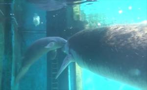 瀕危西非海牛產(chǎn)子:日食80斤蔬菜催奶