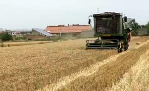 山西小麥“開鐮”，夏收自南向北鋪開