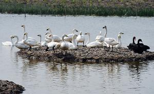 回访天津七里海湿地：治理一年水质改善，生态移民资金压力大