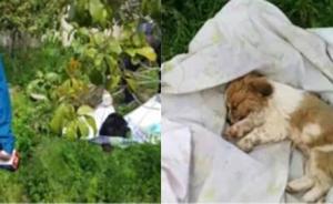上海警方：一小區(qū)17只貓狗嘔吐死亡已交由專業(yè)部門鑒定