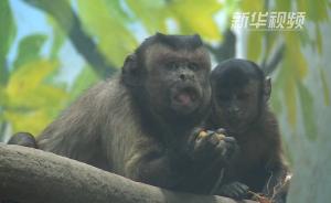 速来围观:“惊恐国字脸”黑帽悬猴走红