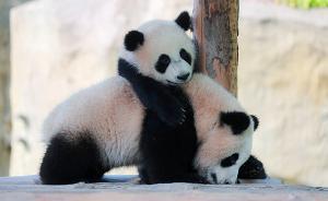四只大熊貓寶寶正“賣萌”，上海野生動物園開啟小動物歡樂節(jié)