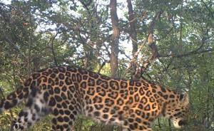 中国发现华北豹重要种群，独家视频曝光