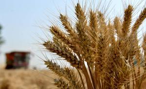 小麥和稻谷最低收購價執行預案印發：怎么收？怎么賣？