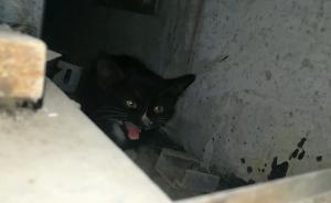 貓困墻內(nèi)，地鐵站人員鑿墻愛貓人士誘出