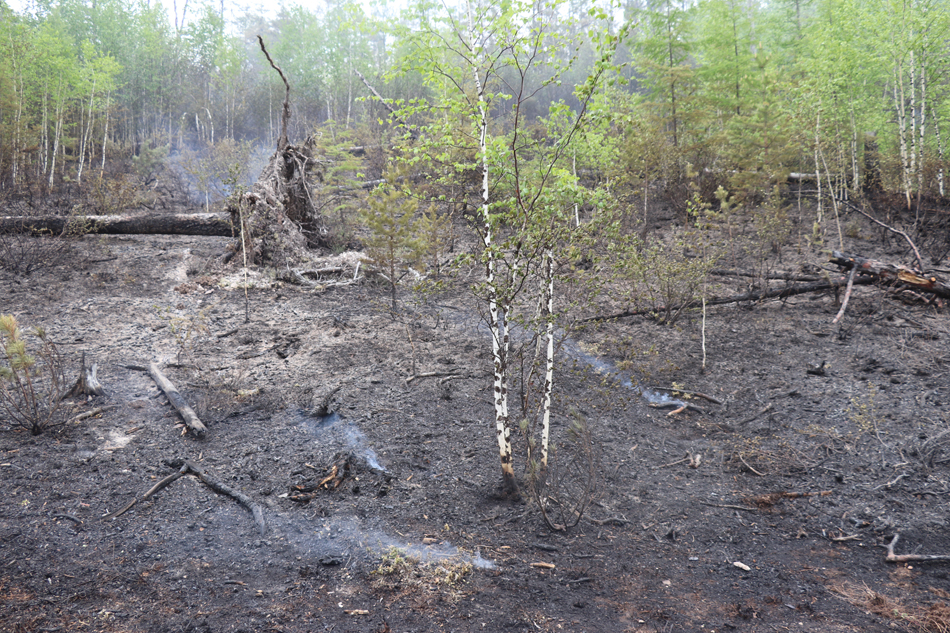 14-02-火烧迹地1（拍摄者，武警呼伦贝尔市森林支队李赟超）