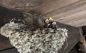 待拆房屋梁上有4只雛燕7枚蛋，浙江一鄉(xiāng)鎮(zhèn)貼上封條暫緩拆遷