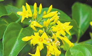 最毒“斷腸草”可藥用外敷鎮(zhèn)痛但嚴禁內(nèi)服，對畜禽卻幾乎無害