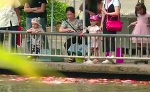 幼童看鯉魚(yú)墜湖，路過(guò)老師跳湖救起