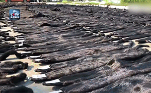 7384張貂皮被截獲，鋪滿整個大院