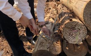 中國首次截獲有害生物長帶刺虎天牛，來自日本入境的柳杉原木